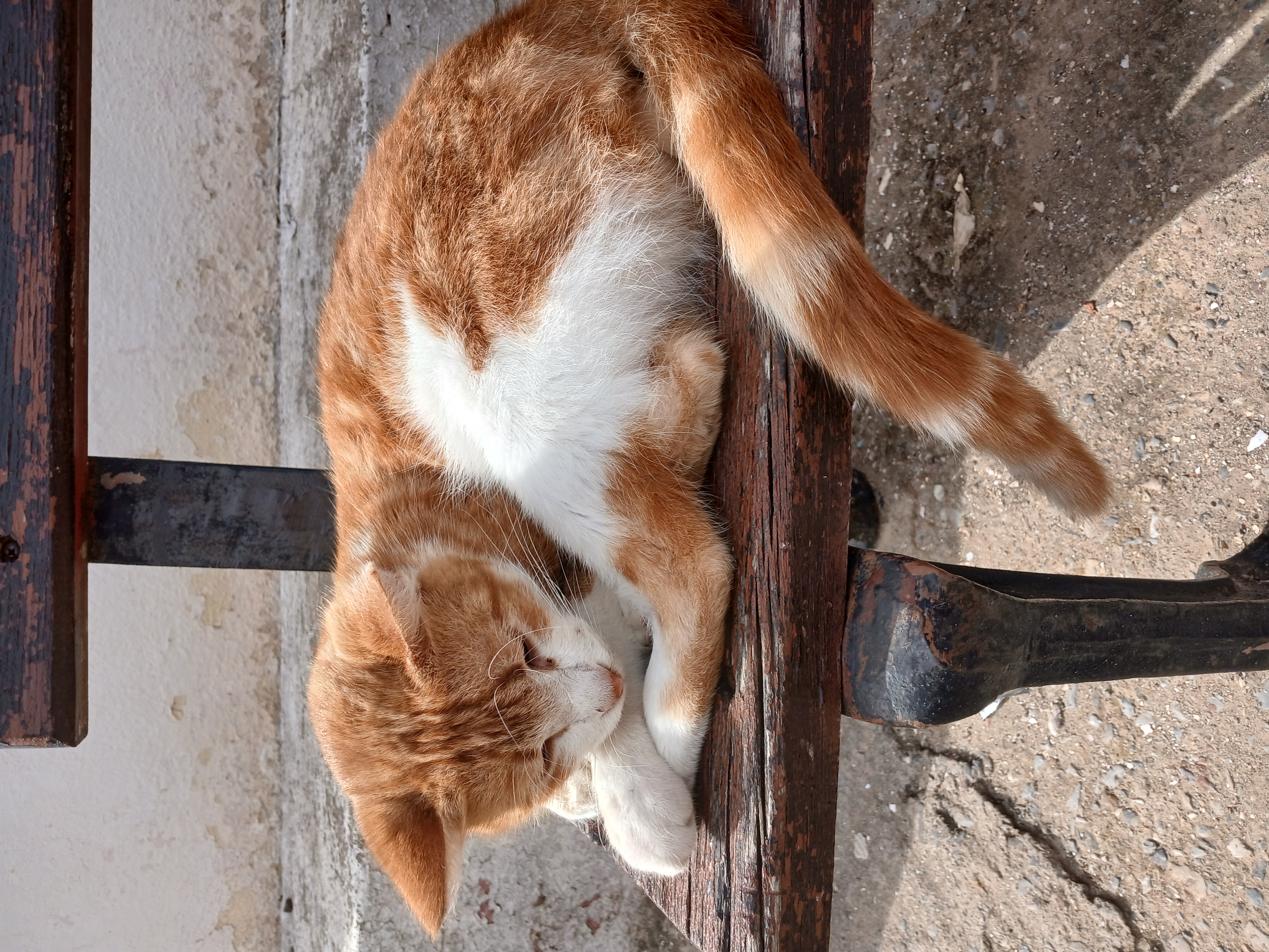 A cat sleeping in a bench